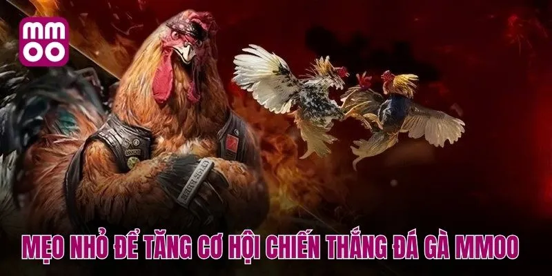 Áp dụng những mẹo nhỏ để tăng cơ hội chiến thắng đá gà MMOO