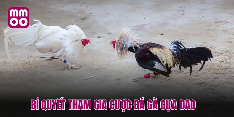 Bí quyết tham gia cược đá gà cựa dao 