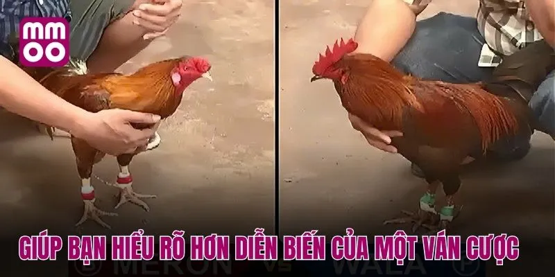 Giúp bạn hiểu rõ hơn diễn biến của một ván cược đá gà