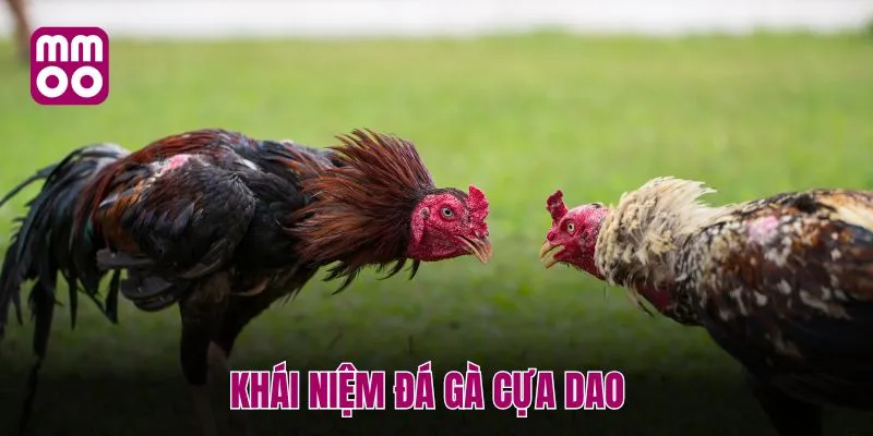 Khái niệm đá gà cựa dao