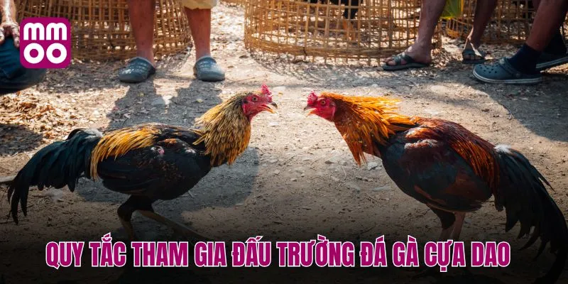 Quy tắc tham gia đấu trường đá gà cựa dao