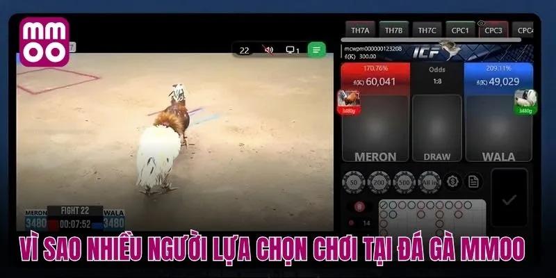 Vì sao nhiều người lựa chọn chơi tại đá gà MMOO